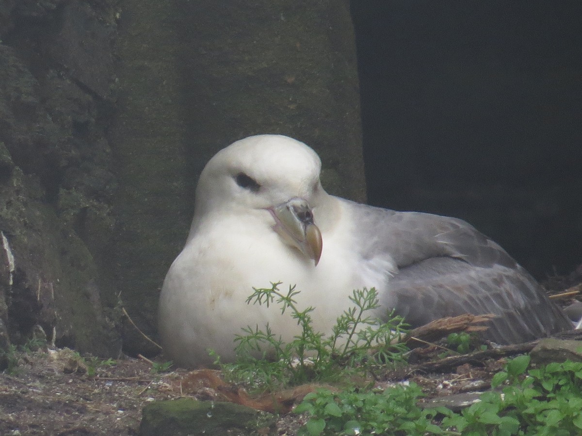 Northern Fulmar - ML104709331