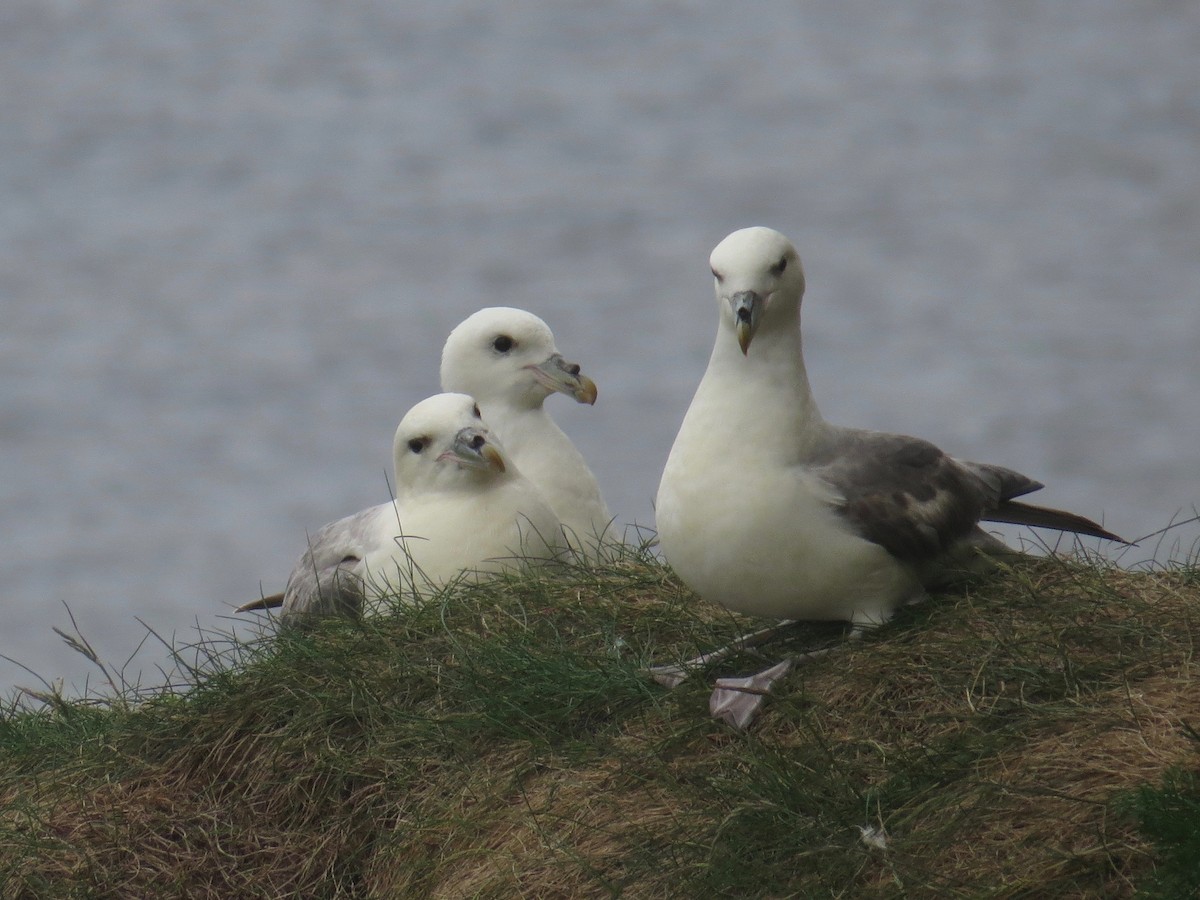 Northern Fulmar - ML104709341