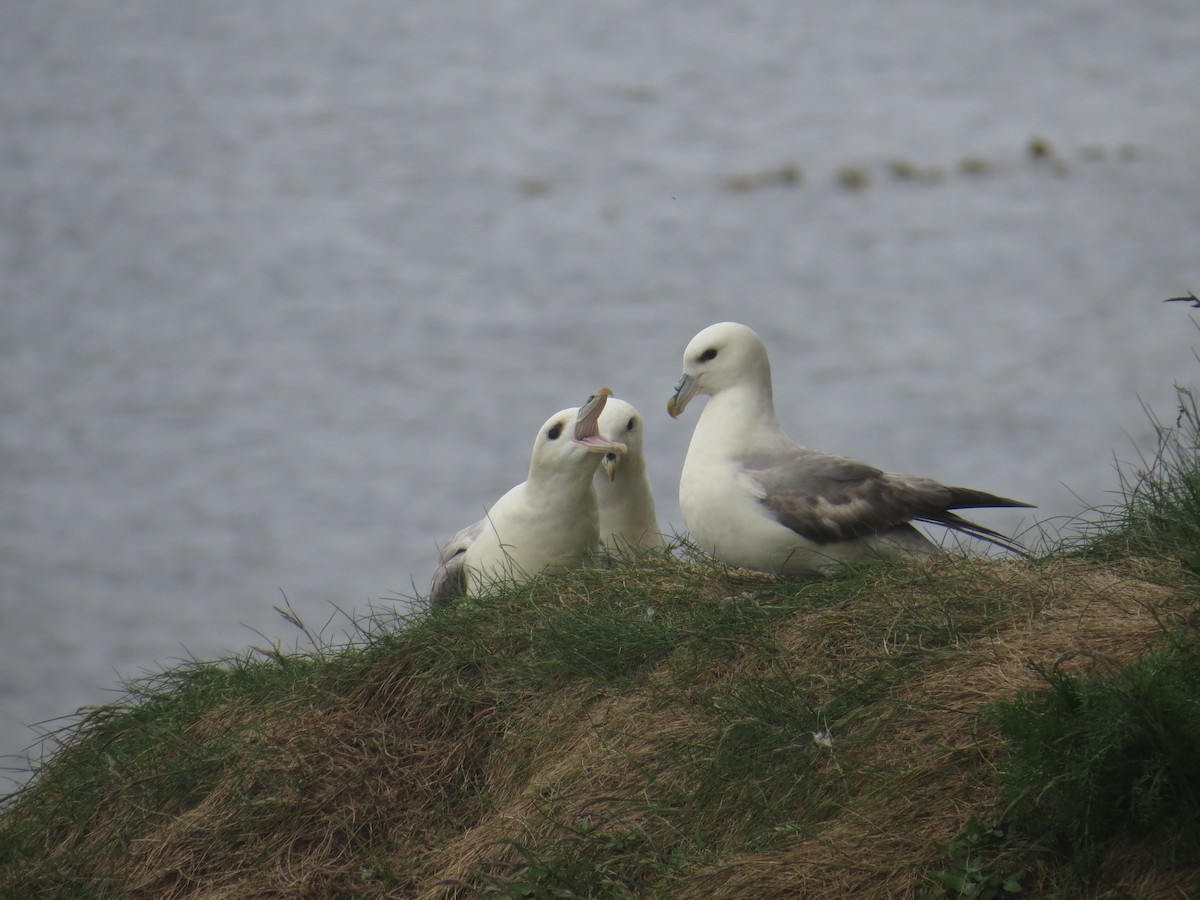 Northern Fulmar - ML104709381