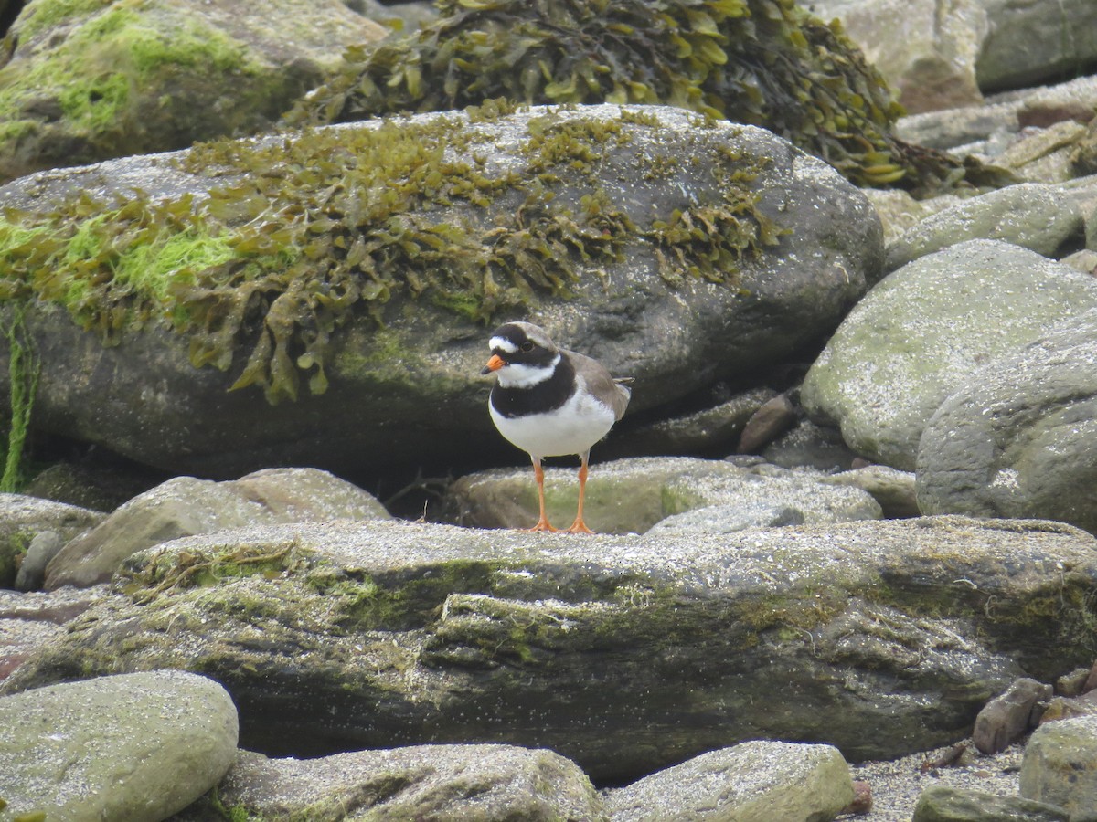 Common Ringed Plover - ML104709641