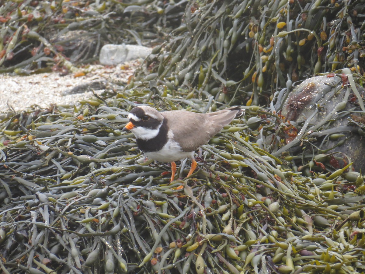 Common Ringed Plover - ML104709651