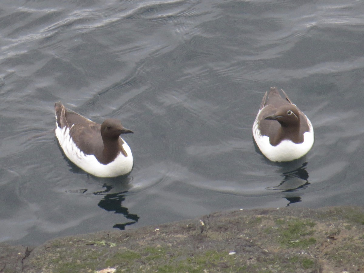 Common Murre - ML104709681