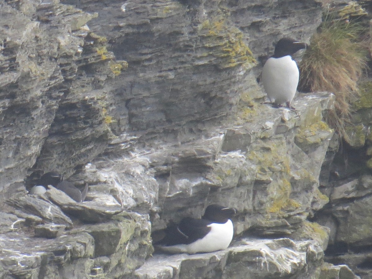 Razorbill - ML104709721