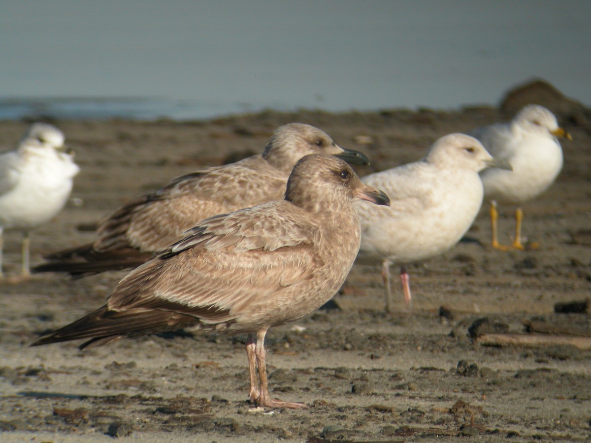 Herring Gull - Steve Calver