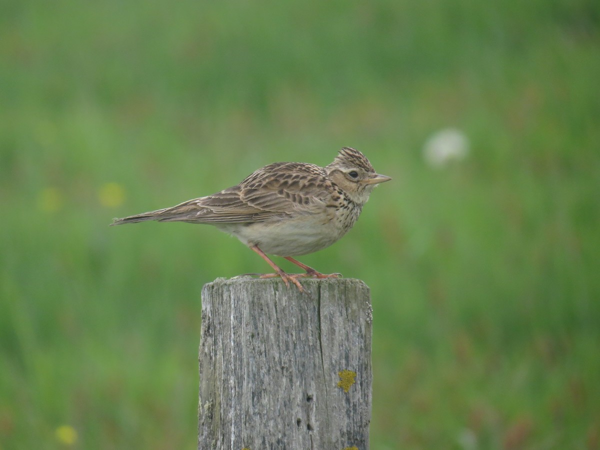 Eurasian Skylark - ML104710491