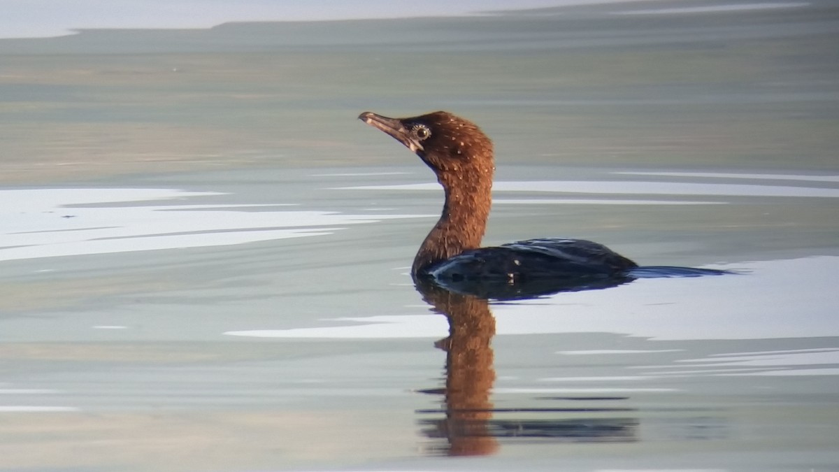 Pygmy Cormorant - ML104710531