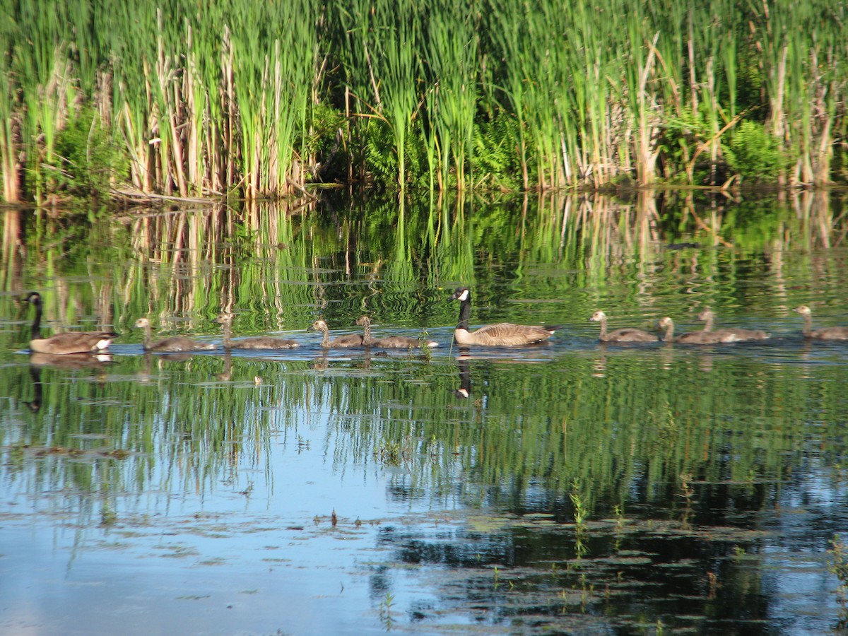 Canada Goose - ML104710741