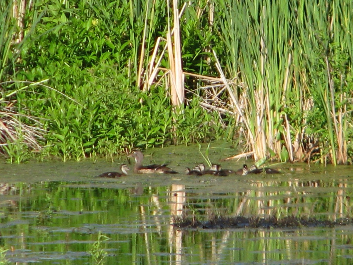 Wood Duck - ML104710791