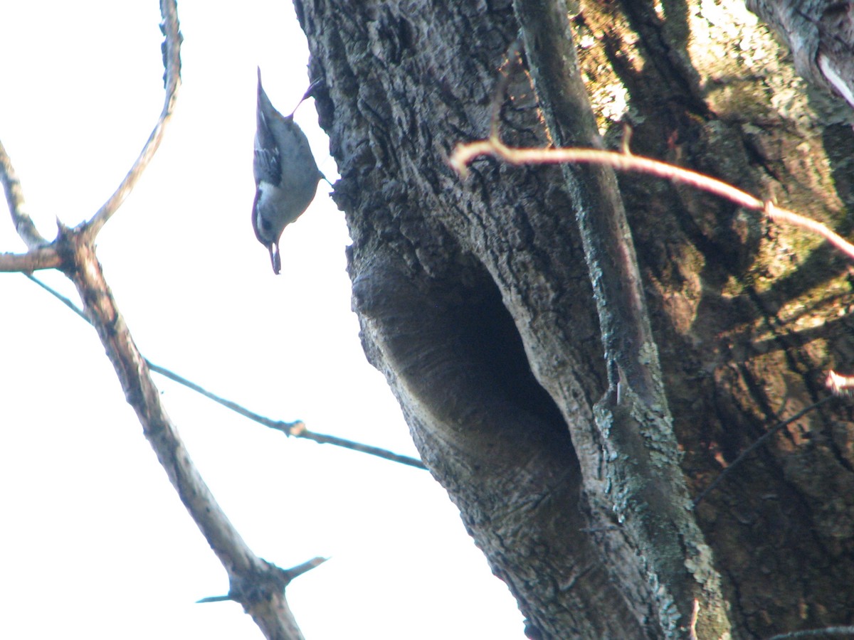 White-breasted Nuthatch - ML104710841