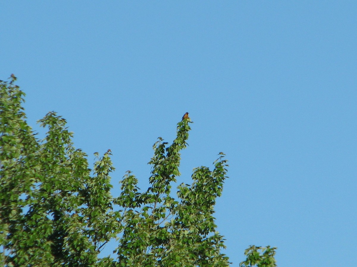 Orchard Oriole - ML104710991