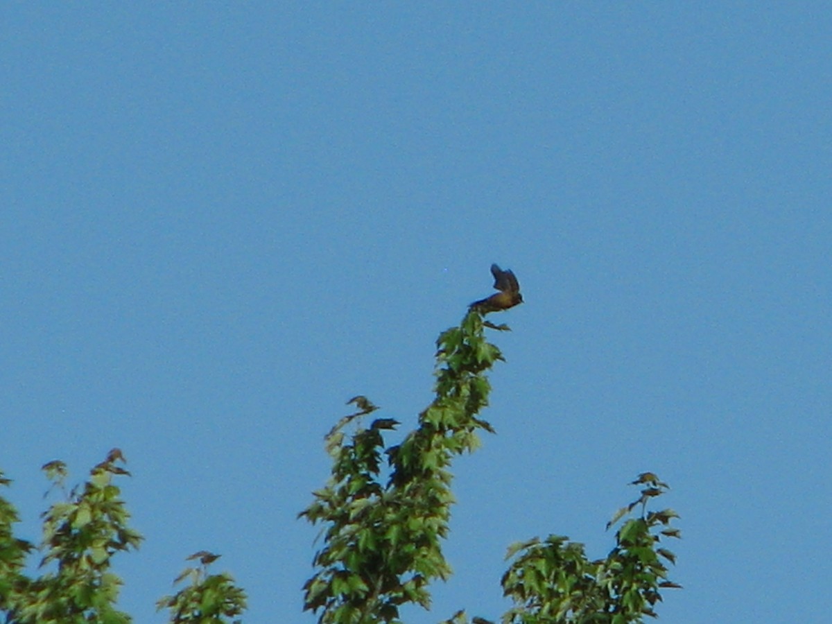 Orchard Oriole - ML104711011