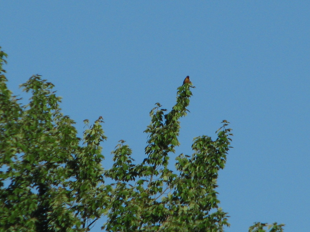 Orchard Oriole - ML104711021