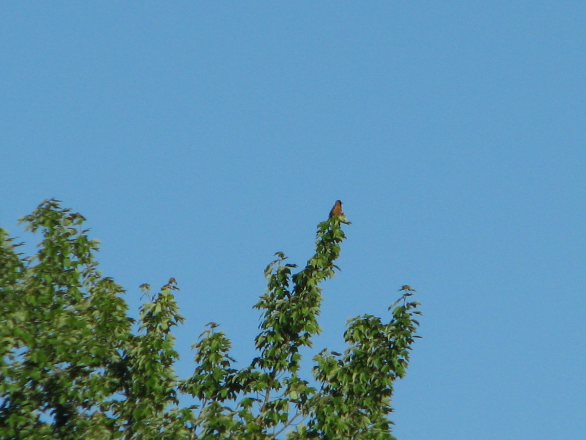 Orchard Oriole - ML104711031