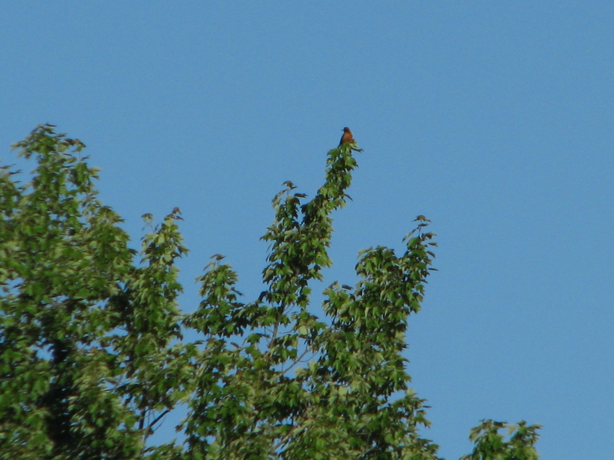 Orchard Oriole - ML104711041