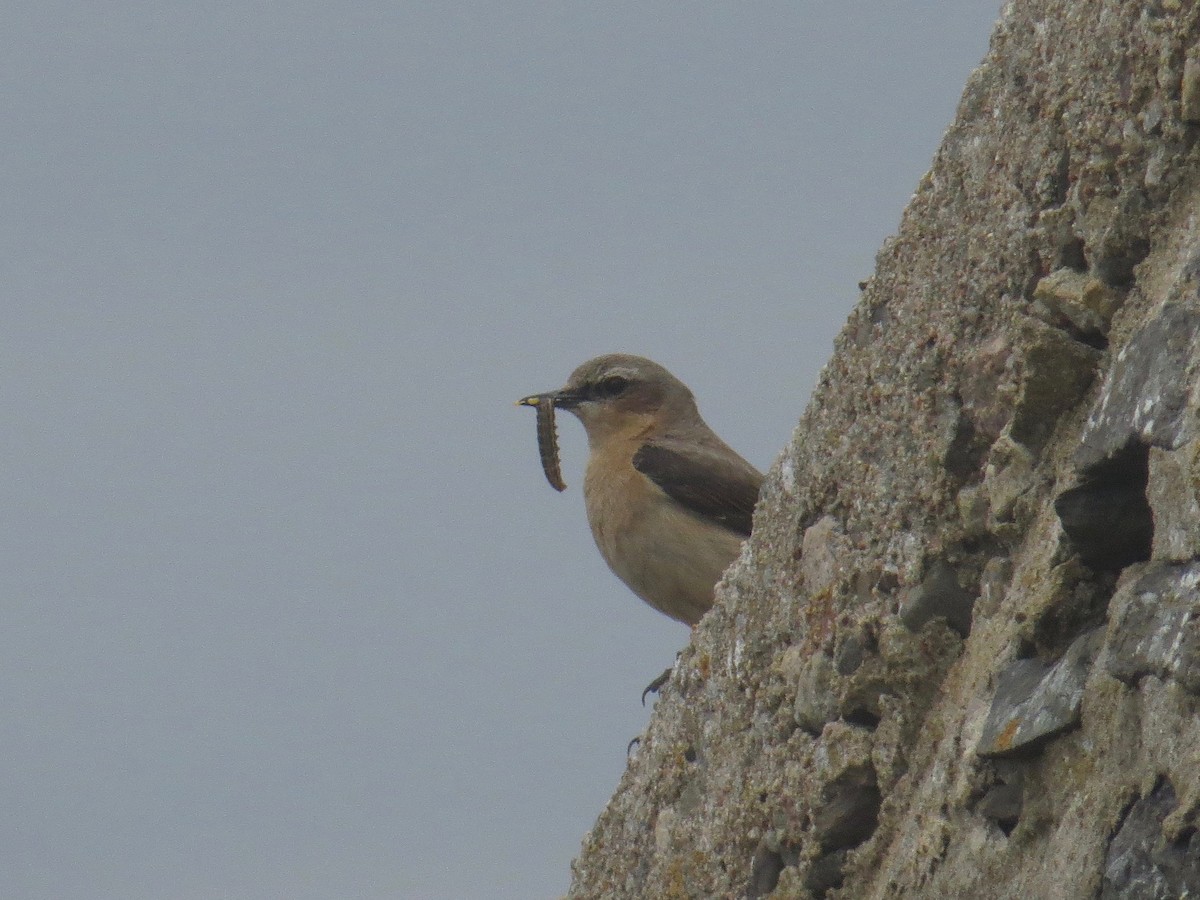 Northern Wheatear (Eurasian) - ML104711571