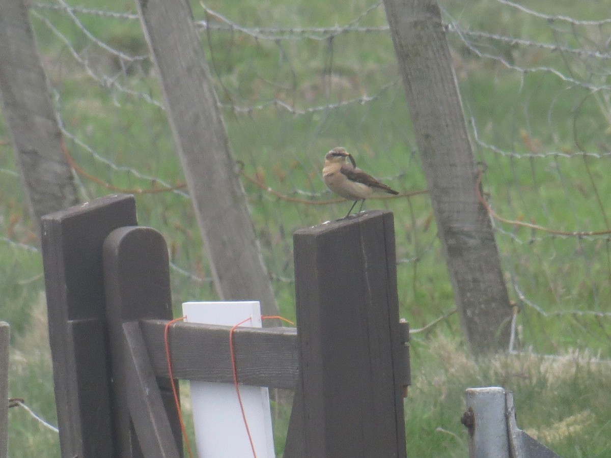 Northern Wheatear (Eurasian) - Mark Kosiewski