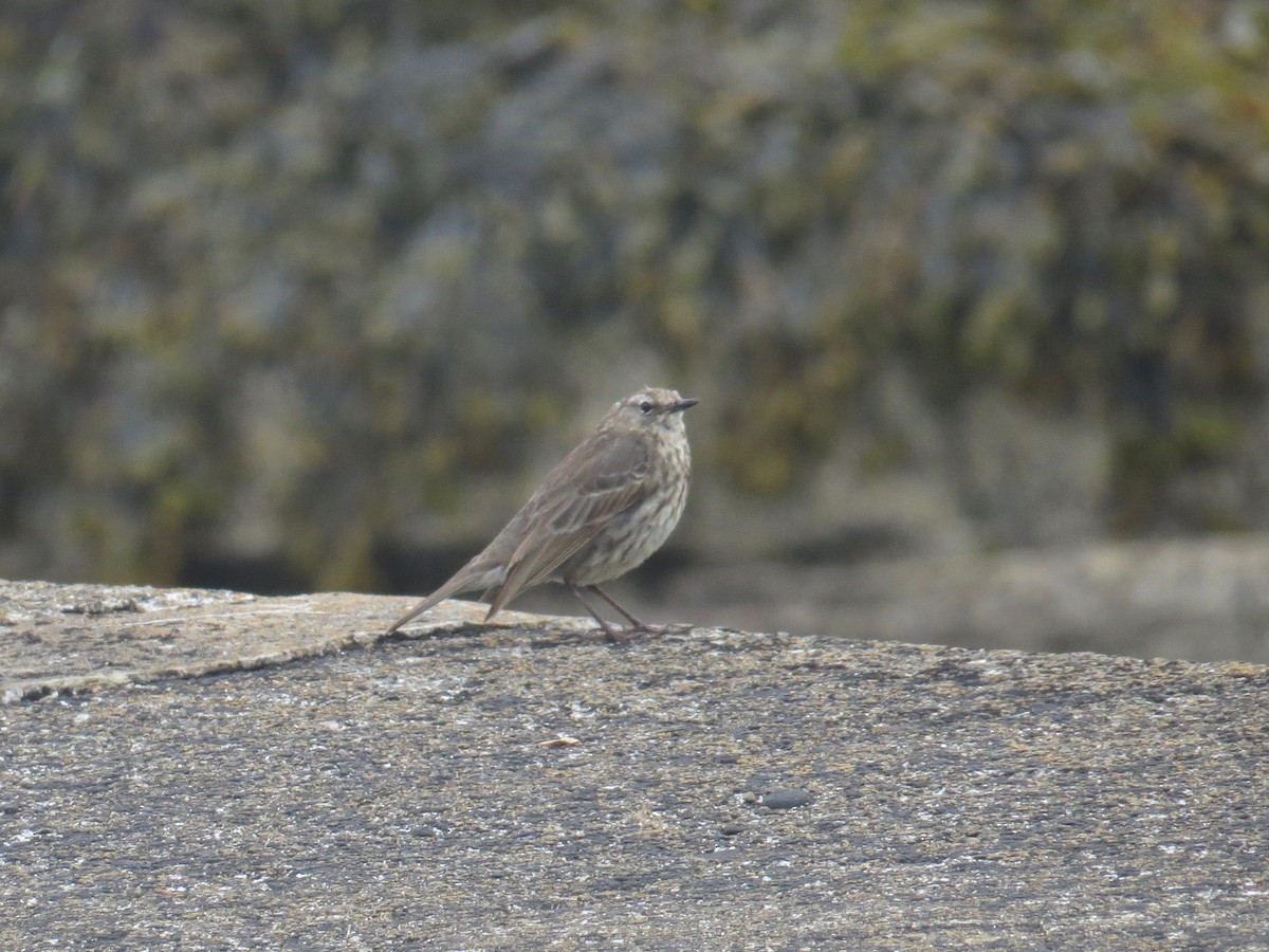 Rock Pipit - Mark Kosiewski