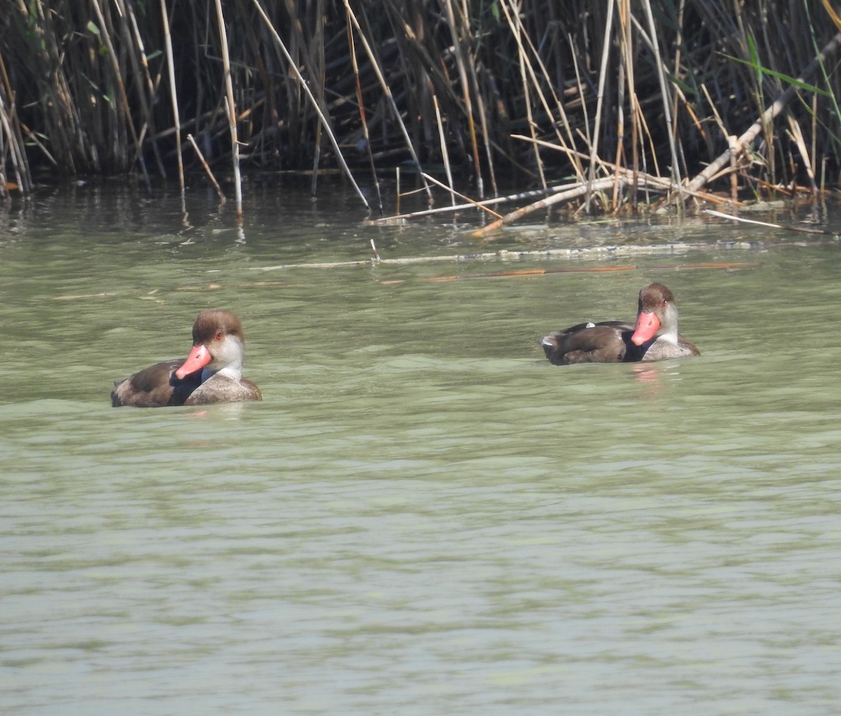 Red-crested Pochard - Mario Navarro Gomis