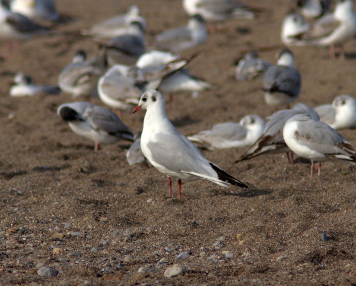 Black-headed Gull - Blake Mann
