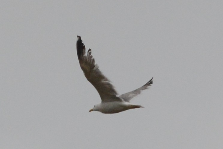 Yellow-legged Gull - Cathy Pasterczyk