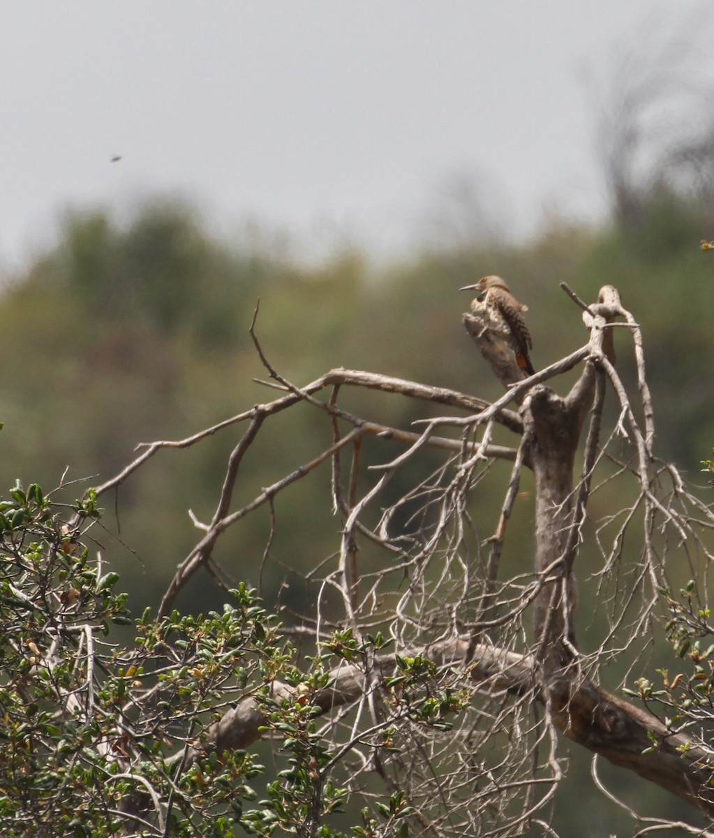 Northern Flicker - ML104715891