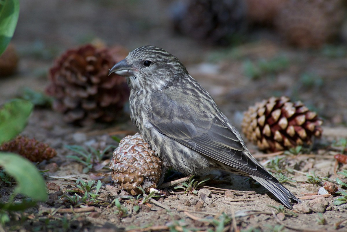 Cassia Crossbill - ML104716051