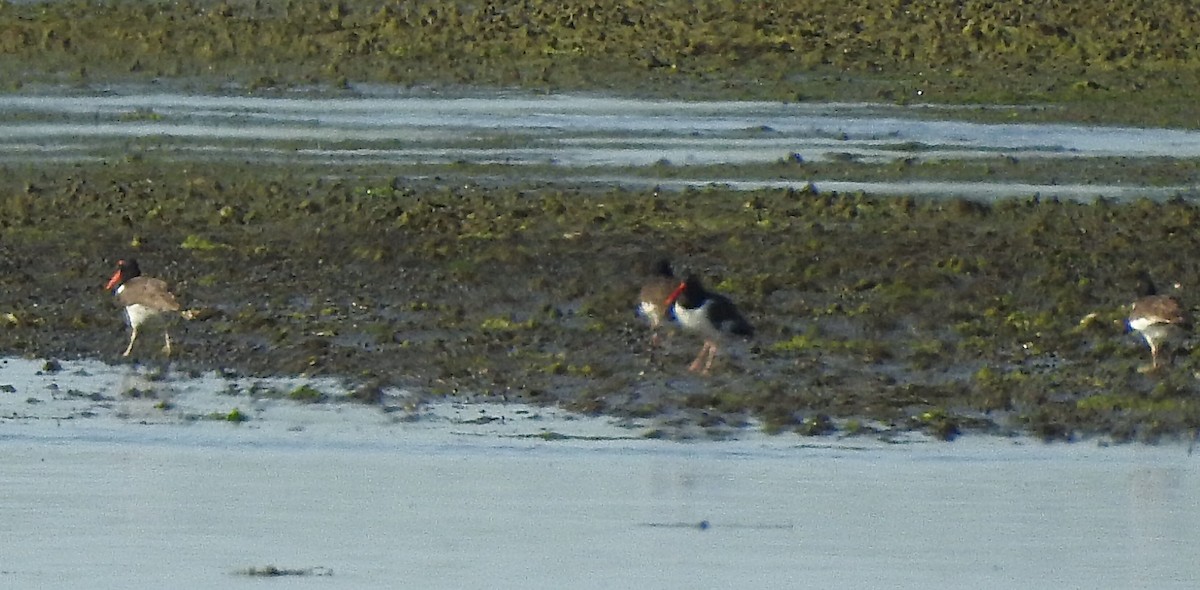 American Oystercatcher - ML104717621