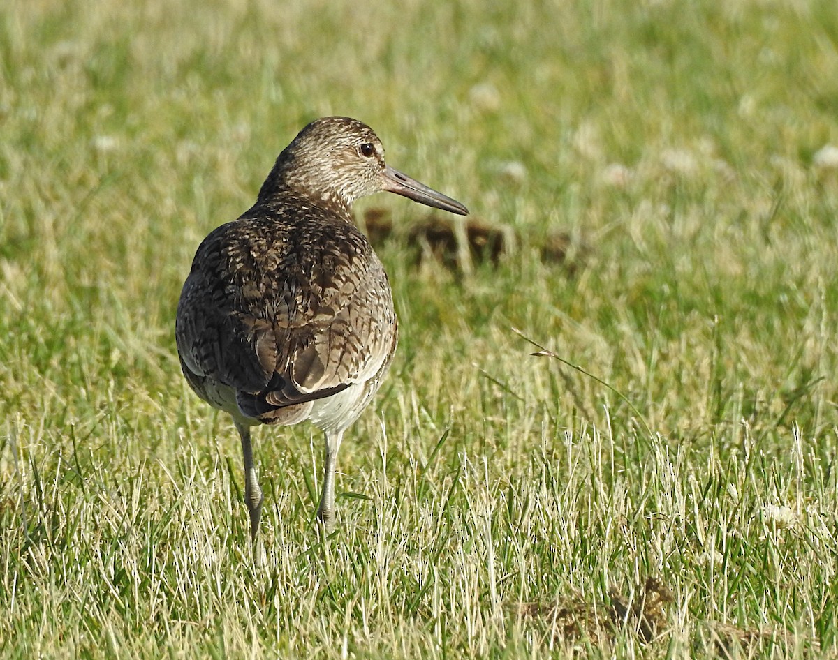 Willet - ML104717651