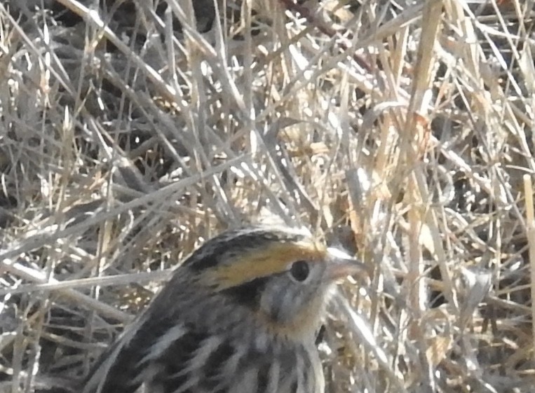 LeConte's Sparrow - ML104718231