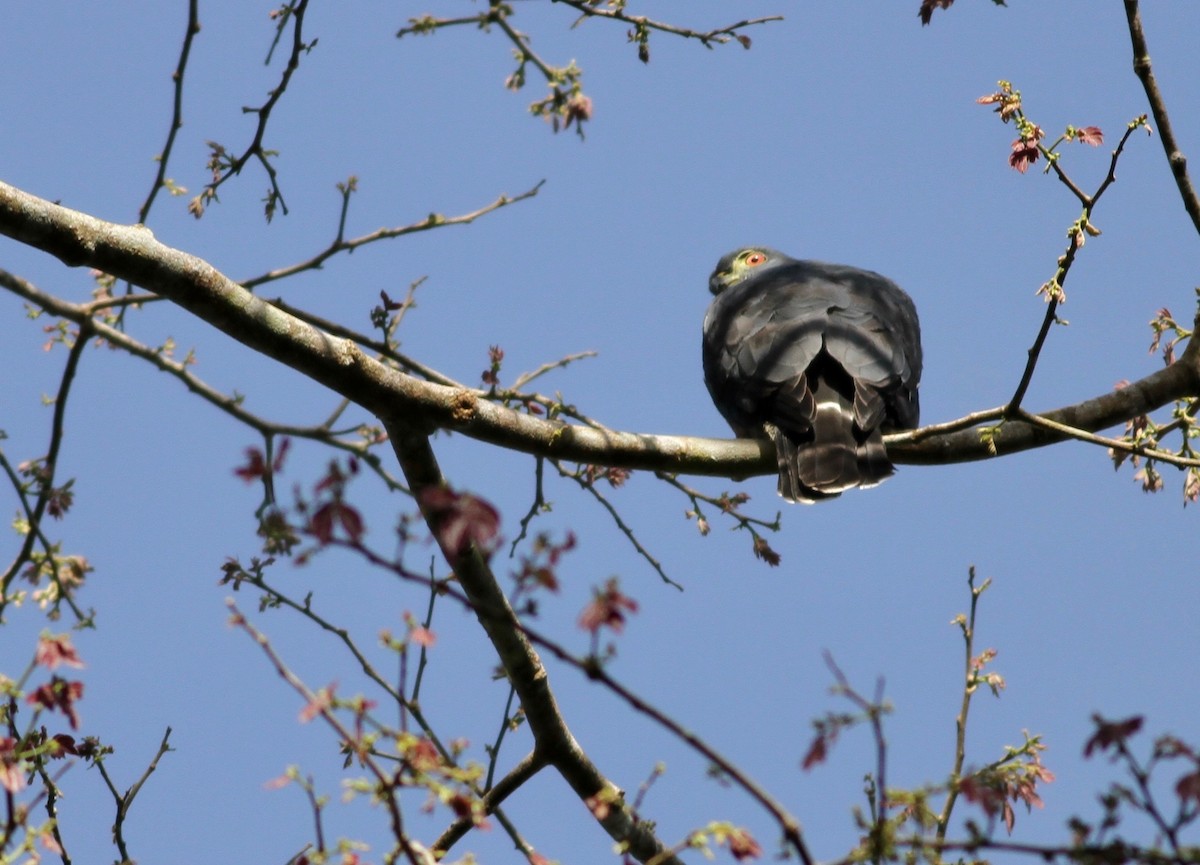 Double-toothed Kite - ML104720271