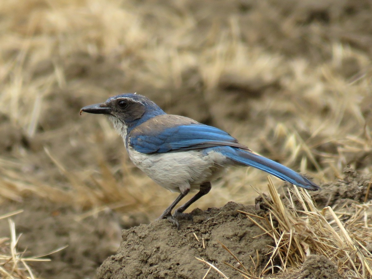 California Scrub-Jay - Norman Uyeda