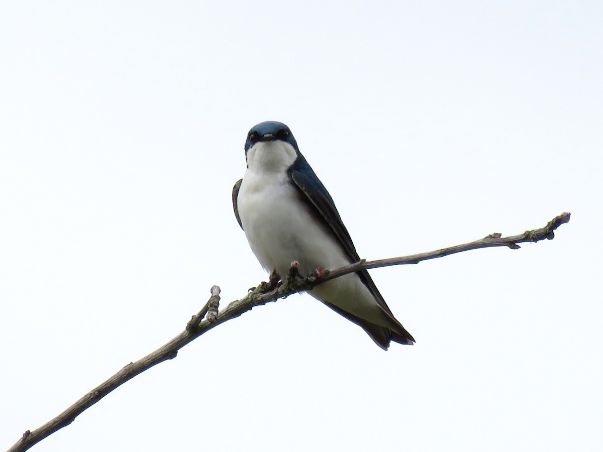 Tree Swallow - ML104722521