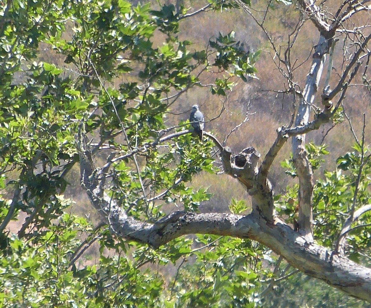 Mississippi Kite - ML104723311