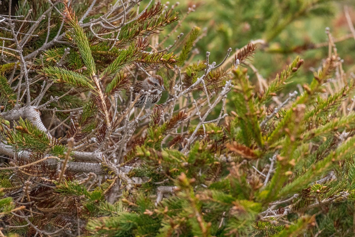 Song Sparrow - ML104723401