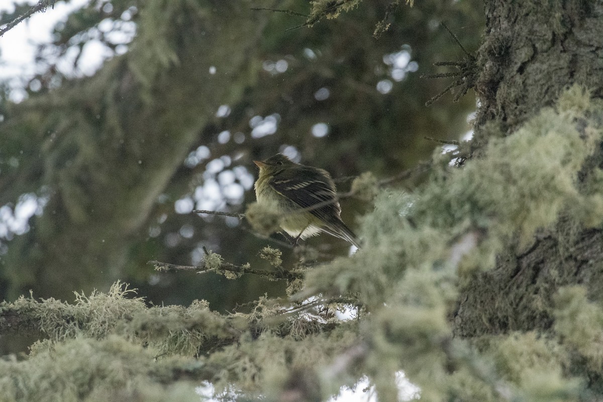 Yellow-bellied Flycatcher - ML104723671