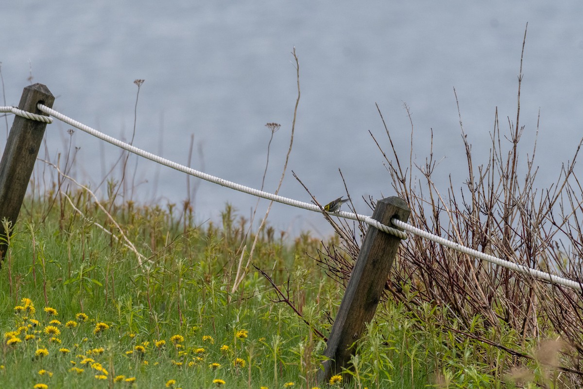 Black-throated Green Warbler - ML104723781