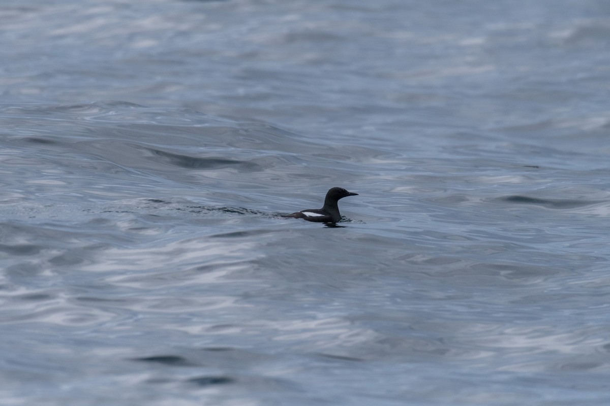 Black Guillemot - ML104724131