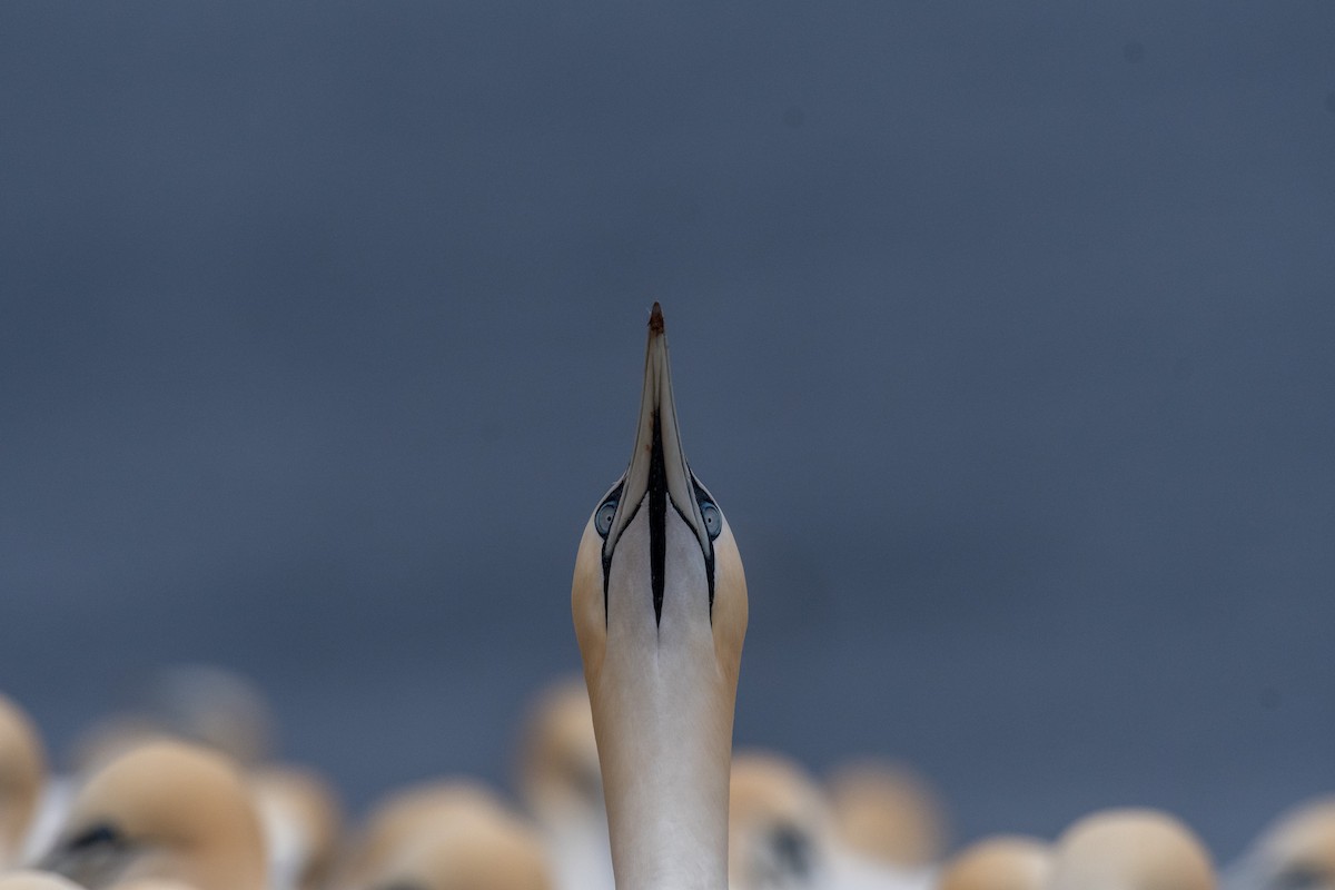 Northern Gannet - ML104724171