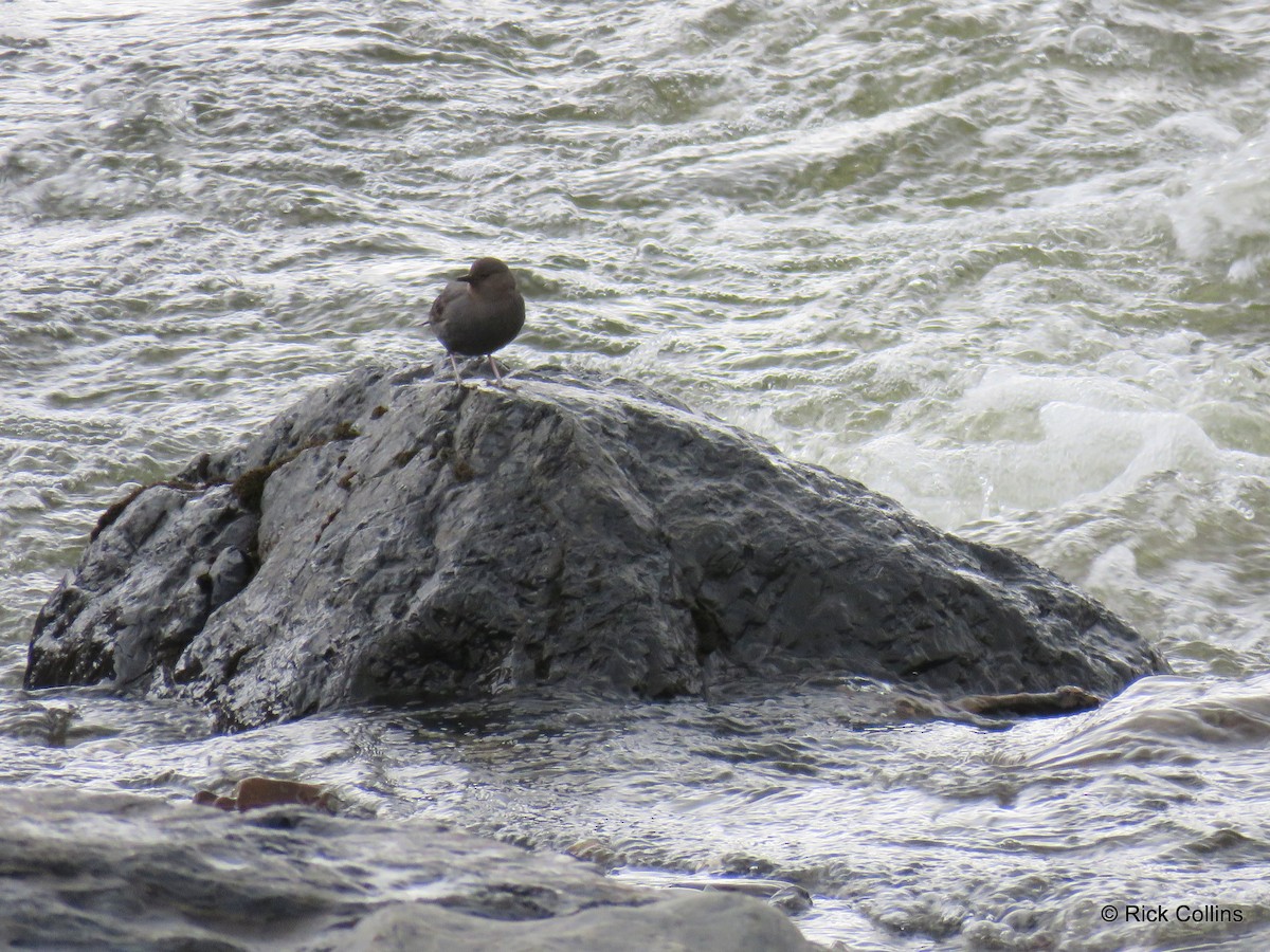 American Dipper - ML104725591