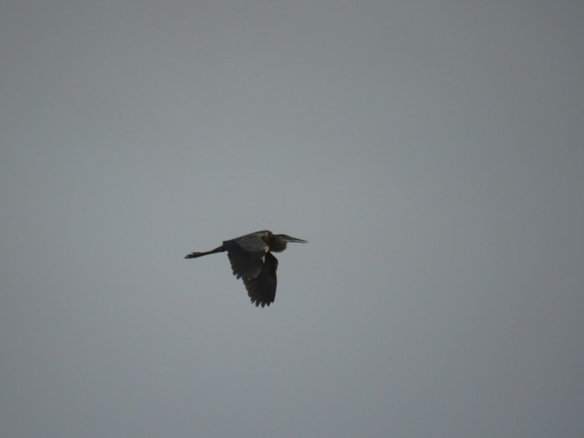 Great Blue Heron - robert wellens