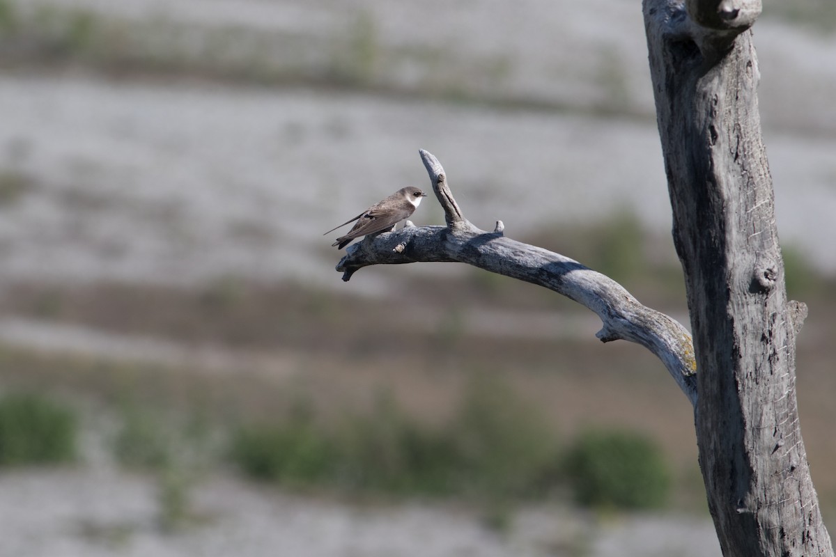 Bank Swallow - ML104726551