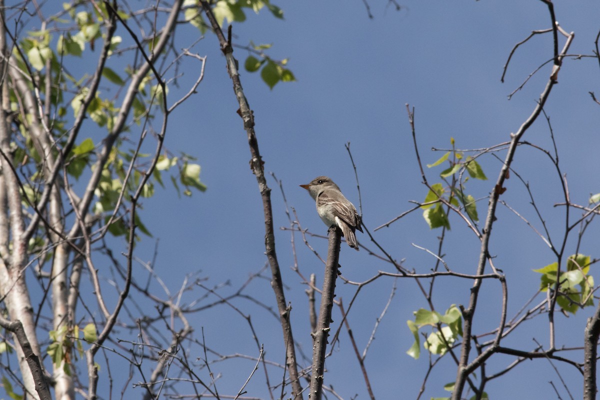 Western Wood-Pewee - ML104727061