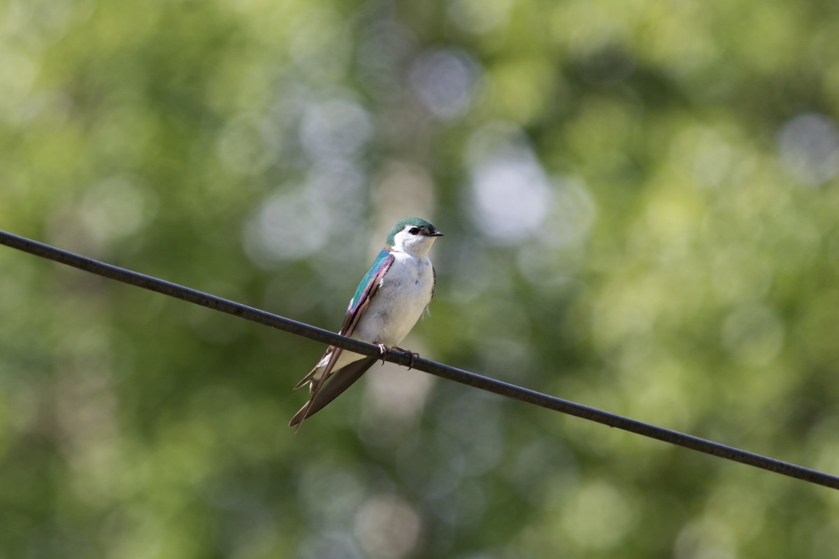 Violet-green Swallow - ML104727161