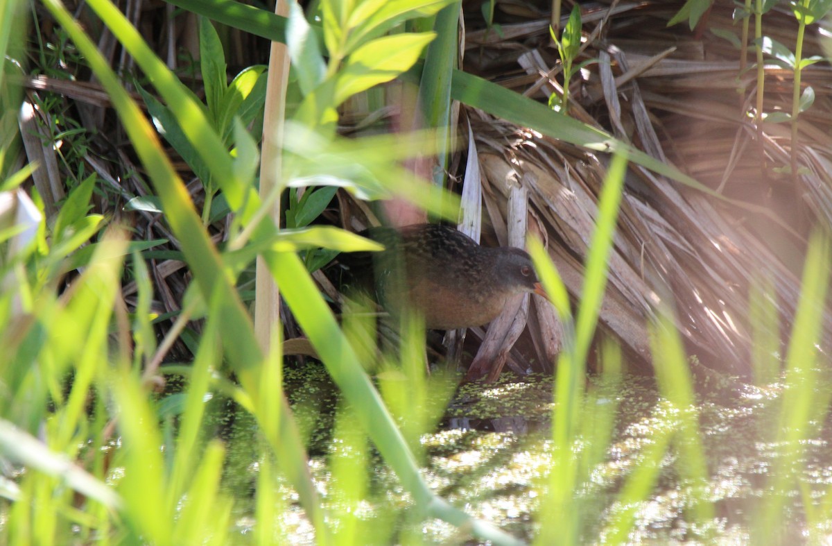 Virginia Rail - ML104728741