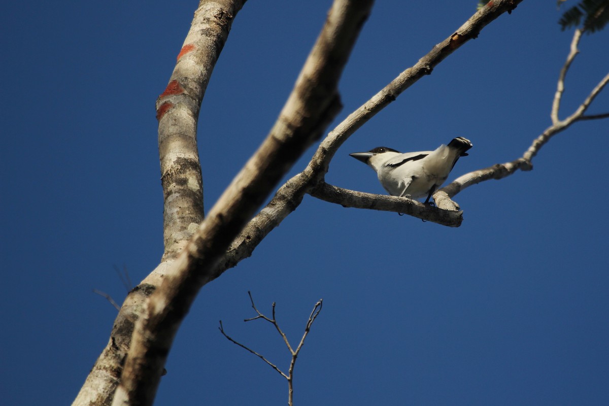 Black-crowned Tityra - Alcides L. Morales Pérez