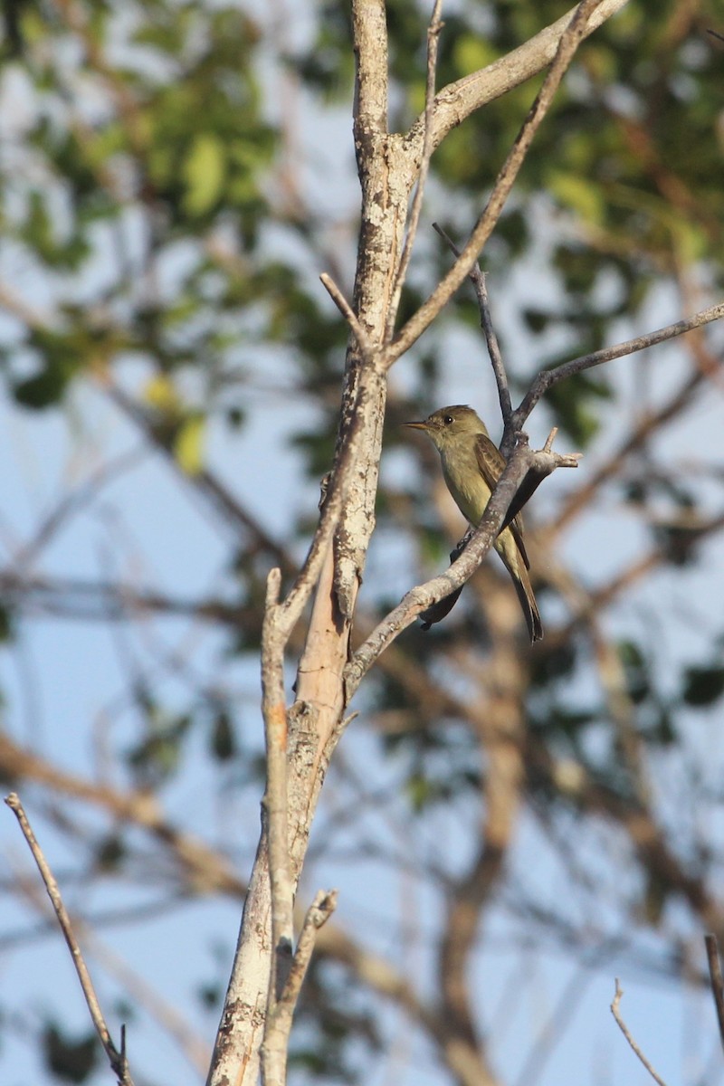 Northern Tropical Pewee - ML104731821