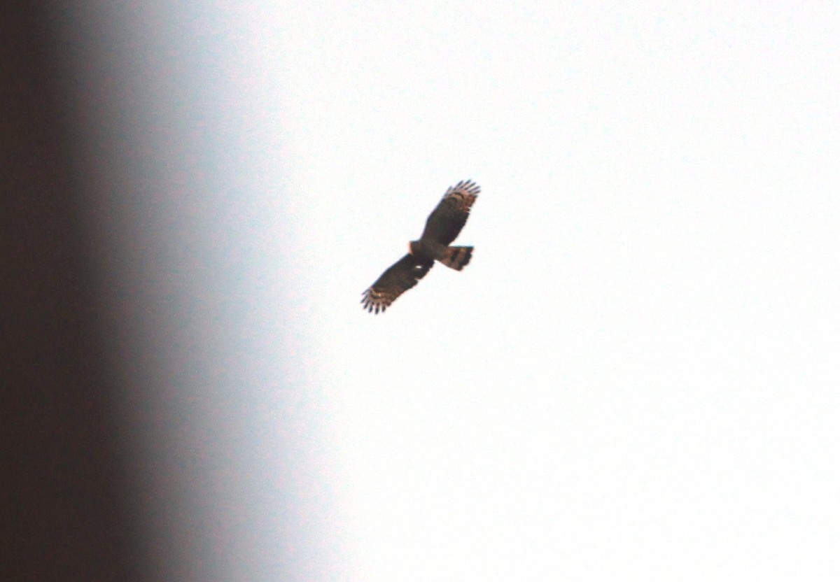 hawk sp. - ML104732131