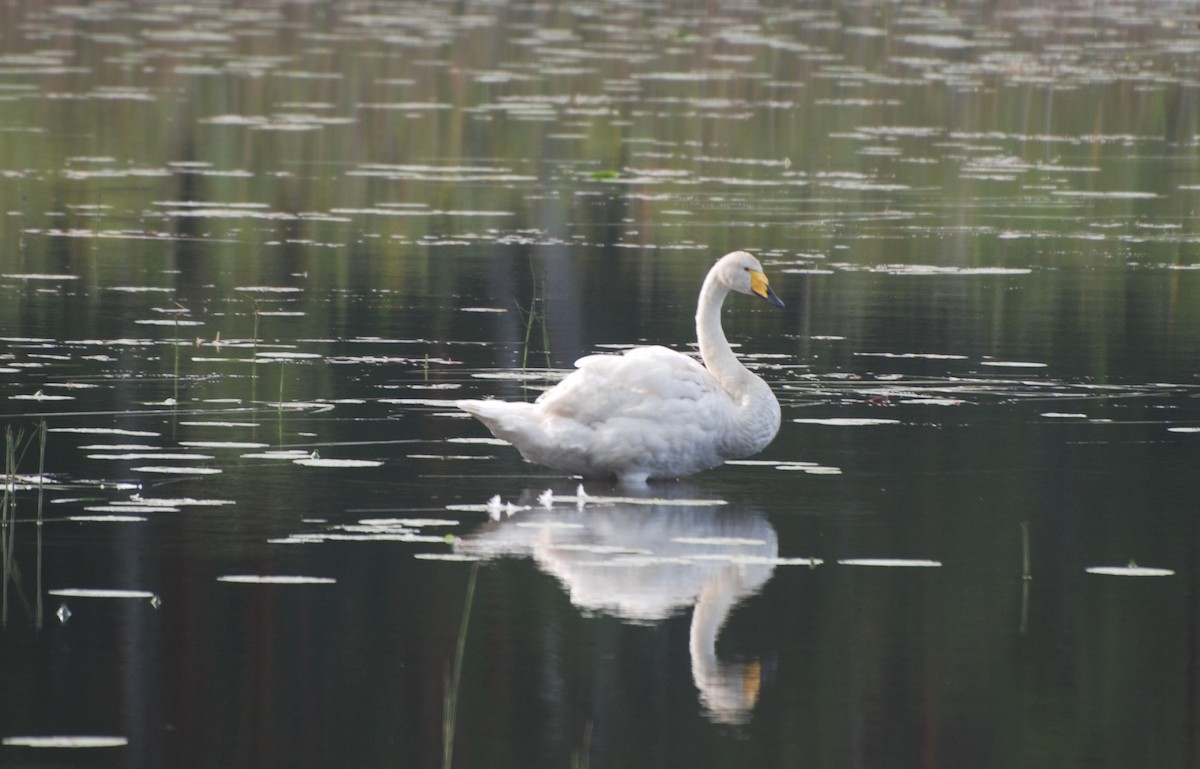 Whooper Swan - ML104734751