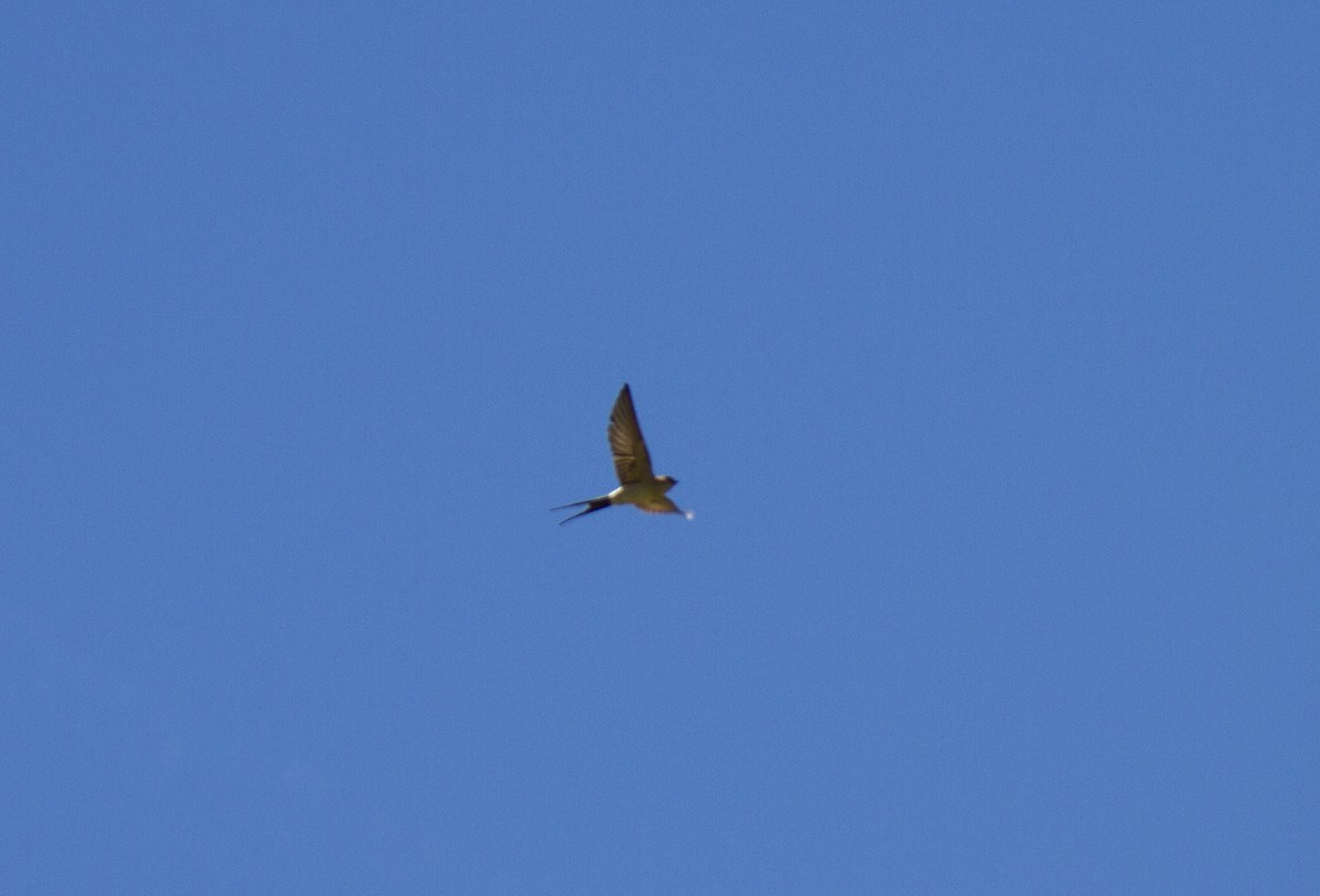 Red-rumped Swallow - Javier Hernández Cabello