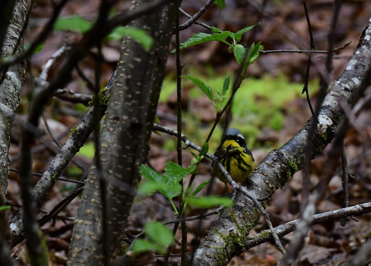 Magnolia Warbler - ML104738191